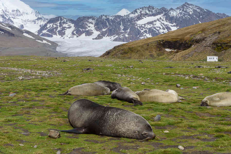 Elefante Marino - islas Georgias del Sur 08.jpg